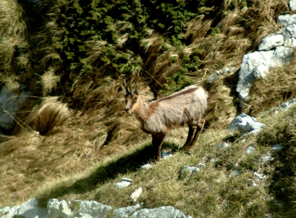 Camoscio d''Abruzzo Rupicapra pyrenaica ornata